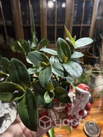 Se vende plantita - Imagen 3