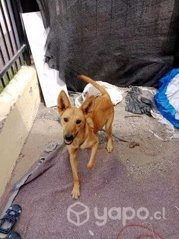 Regalo a perrita