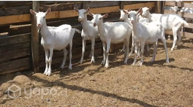 Cabras saanen - Imagen 5