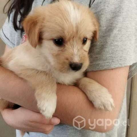 Se da en adopción cachorrita/perrita busca hogar
