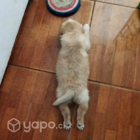 Se da en adopción cachorrita/perrita busca hogar