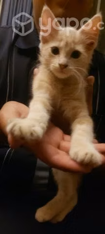 Se da en adopción gatito de 2 o 3 meses