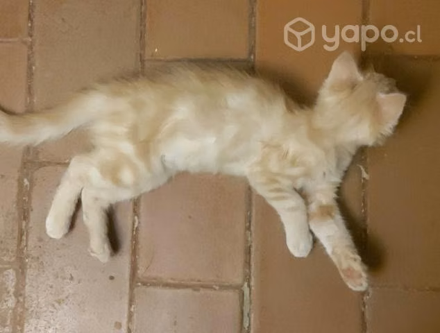 Se da en adopción gatito de 2 o 3 meses