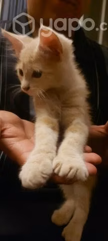 Se da en adopción gatito de 2 o 3 meses
