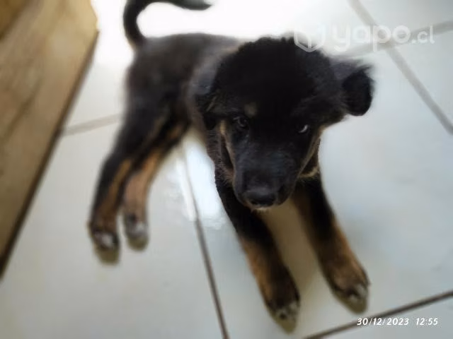 Adopción de perrito - Imagen 5