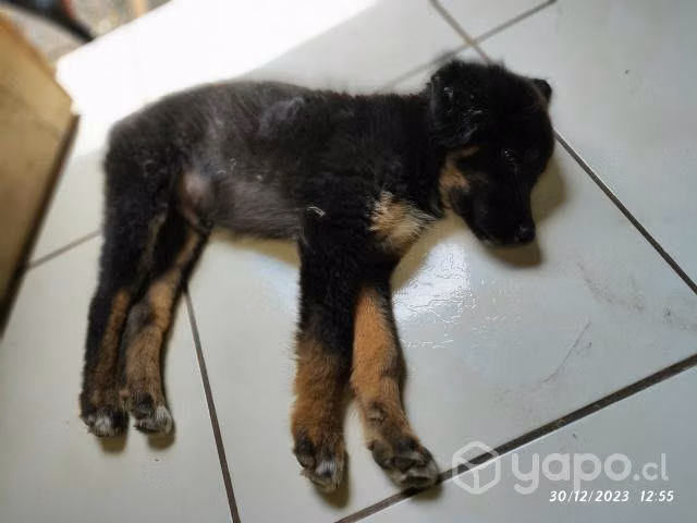 Adopción de perrito - Imagen 4