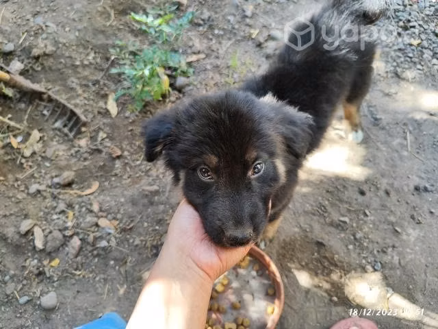 Adopción de perrito - Imagen 6