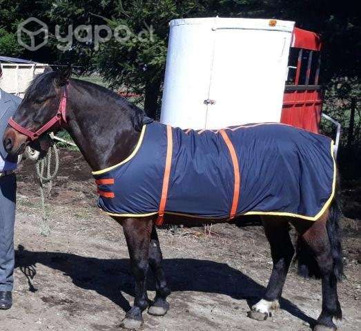 Carpa Caballo impermeable - Imagen 2