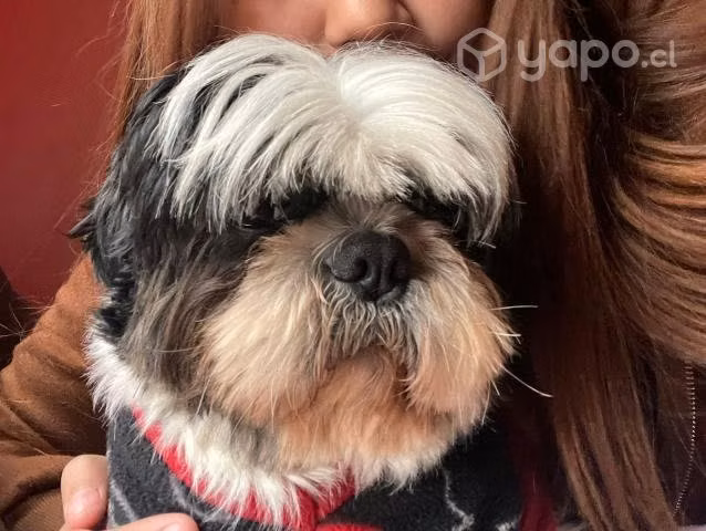 Shih tzu busca novia