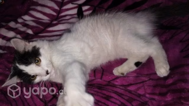 Regalo gatita