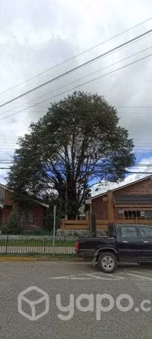 Se realiza poda y tala de árboles