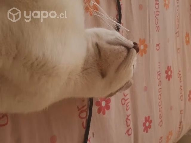 Gatito abandonado de 7 meses aprox - Imagen 3