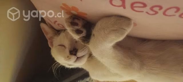 Gatito abandonado de 7 meses aprox - Imagen 2