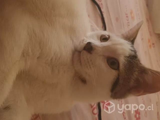 Gatito abandonado de 7 meses aprox - Imagen 4