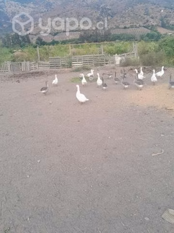 Gansos de granja