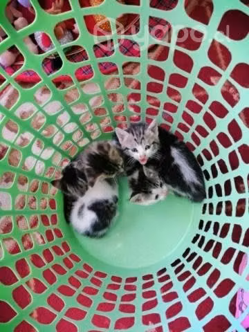 Se regalan gatitos - Imagen 6