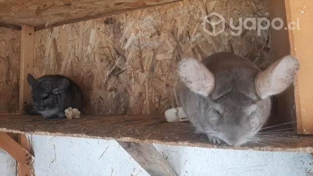 Chinchillas
