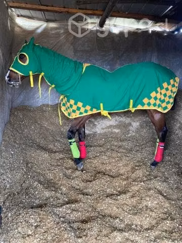 Carpa Caballo ligera, Presentación