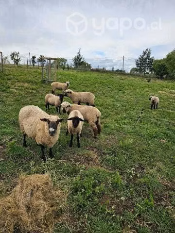 Cordero y oveja