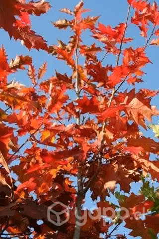Roble Rojo Americano (Quercus Rubra)