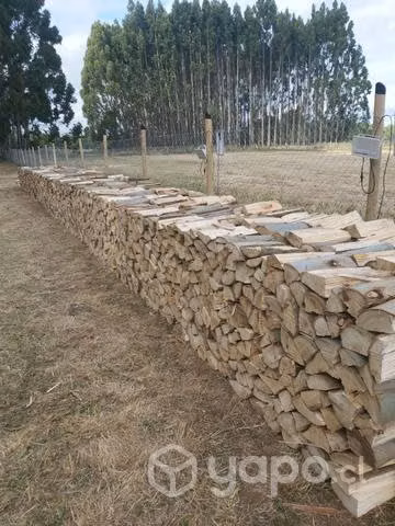 leña de eucalipto por vara