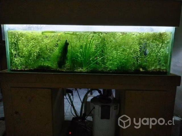 Acuario usado - Imagen 2