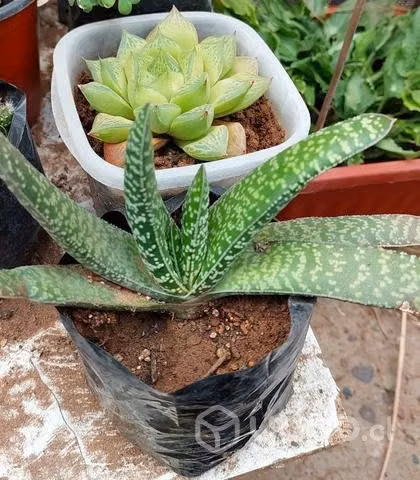 Cactus y suculentas - Imagen 2