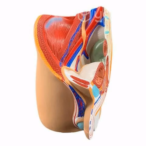 Modelo Anatomico de Estudio Pelvis Masculina - Imagen 2
