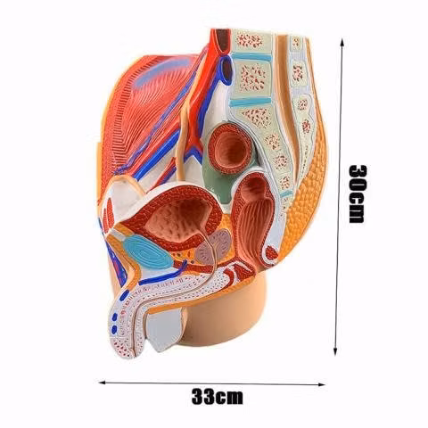 Modelo Anatomico de Estudio Pelvis Masculina - Imagen 4