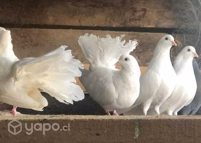 Palomas cola de abanico