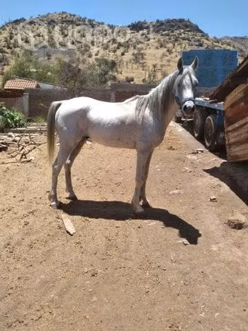 Bonito Potro