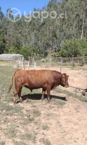 Toro Angus Rojo