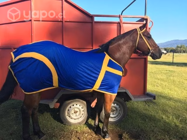 Carpa De Caballo Ligera, Presentación - Imagen 3