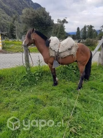 Caballo manso de 4 años aprox