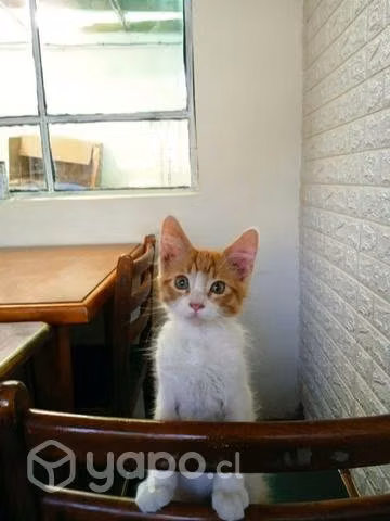 Gatitos en adopción - Imagen 2