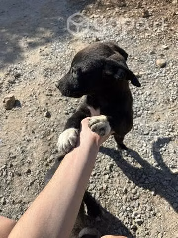 Perritos en adopción
