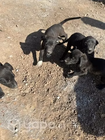 Perritos en adopción