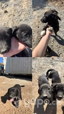 Perritos en adopción