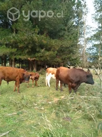 Lote de vaca parida y toros - Imagen 2