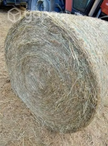 Bolos de pasto seco