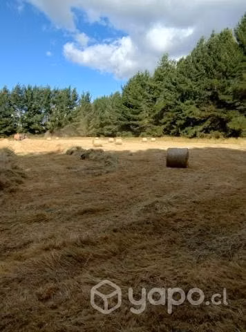 Bolos de pasto seco - Imagen 3