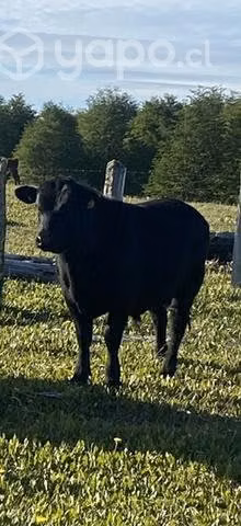 Lindo torete Angus negro