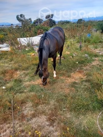 potro de muy buena desendncia