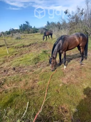 potro de muy buena desendncia