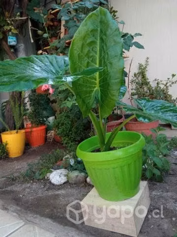 Manto de Eva