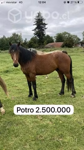 Caballos - Imagen 4
