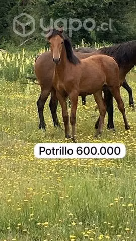 Caballos - Imagen 2