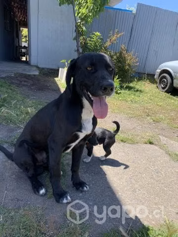 En adopción