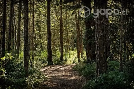 Bosque de pino 16 años en Tomeco