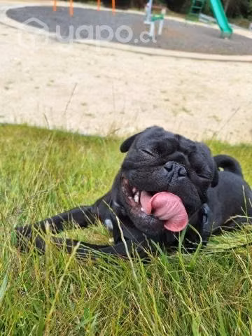 Pug busca polola - Imagen 2